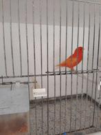 ( 2 ) Te koop Rood intensief man van 2023, Dieren en Toebehoren, Vogels | Kanaries, Mannelijk, Kleurkanarie