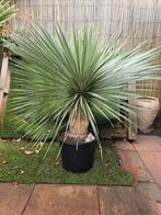 Yucca Rostrata, winterhard., Zomer, Ophalen of Verzenden, Overige soorten, Volle zon