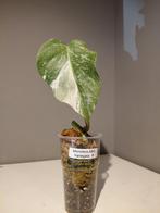 Monstera Albo Variegata  jonge plant   nr 8, Huis en Inrichting, Kamerplanten, Ophalen of Verzenden, Halfschaduw, Minder dan 100 cm
