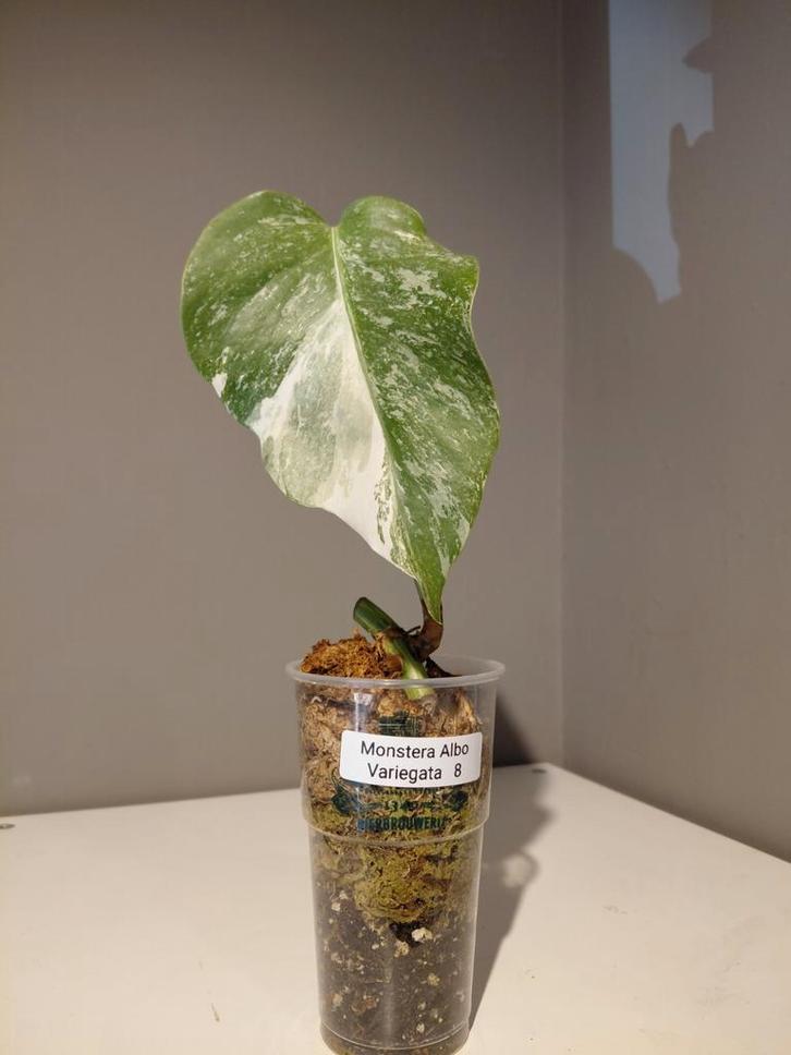 Monstera Albo Variegata  jonge plant   nr 8, Huis en Inrichting, Kamerplanten, Minder dan 100 cm, Halfschaduw, Ophalen of Verzenden