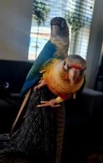 2 tamme pyrrhura inclusief kooi en accessoires en een zak vo, Dieren en Toebehoren, Vogels | Parkieten en Papegaaien