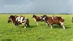 Bonte lammeren ooien en rammen, Dieren en Toebehoren, Schapen, Geiten en Varkens, Meerdere dieren, Schaap, 0 tot 2 jaar
