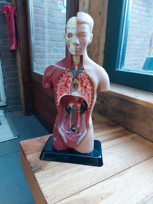 Anatomie menselijk lichaam beeld  rariteit mancave, Huis en Inrichting, Overige Huis en Inrichting, Ophalen of Verzenden