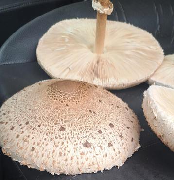 champignon zwam parasolzwam paddestoelen paddo survival  beschikbaar voor biedingen
