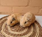 California cavia nestje - 2 beertjes, Dieren en Toebehoren, Cavia, Augustus, Mannelijk, Tam