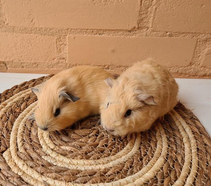 California cavia nestje - 2 beertjes, Dieren en Toebehoren, Knaagdieren, Mannelijk, Cavia, Augustus, Tam