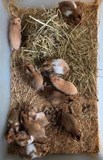 Jonge goudhamsters, Dieren en Toebehoren, Hamster, Juni, Meerdere dieren, Tam
