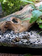 Anatome helana,slaketende slak., Slak of Weekdier, Zoetwatervis