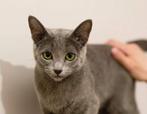 Chatreux, donkergrijs met groene ogen., Dieren en Toebehoren, Katten en Kittens | Raskatten | Korthaar, Poes, Gechipt, 0 tot 2 jaar