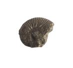 Ammoniet ( Perisphinctes)  14842, Ophalen of Verzenden, Fossiel