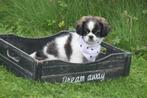 Boomer pups kruising Shih-tzu, Dieren en Toebehoren, Rabiës (hondsdolheid), 8 tot 15 weken, Buitenland, Meerdere