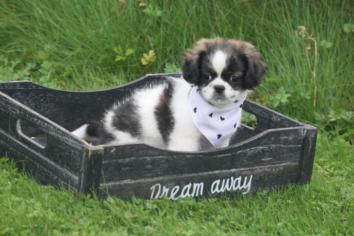 Boomer pups kruising Shih-tzu, Dieren en Toebehoren, Honden | Niet-rashonden, Klein, Meerdere dieren, Fokker | Professioneel, Meerdere
