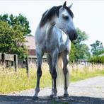 Gezocht stalling/weidegang, Dieren en Toebehoren, Stalling en Weidegang, Weidegang