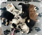 Prachtige pups. Australian shepherd x pomsky (nog 3), Dieren en Toebehoren, Honden | Herdershonden en Veedrijvers, Rabiës (hondsdolheid)