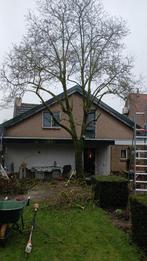 Magnolia hout, Ophalen, Gebruikt