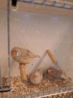 Zebravinken 2x pop en 1 man. Pastel zwartborst, Dieren en Toebehoren