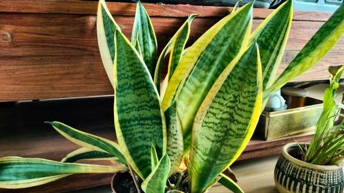 Grote Senseveria stekken!! 30+ cm lang. 4 stengels voor 1,5€, Huis en Inrichting, Kamerplanten, Vetplant, Minder dan 100 cm, Groene kamerplant