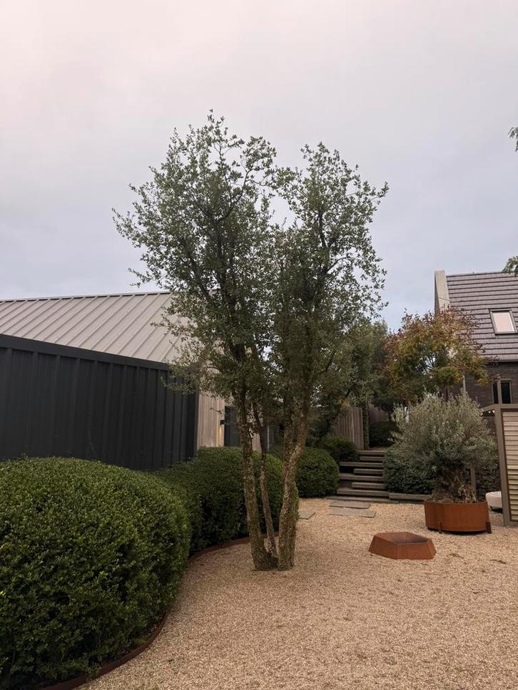 Quercus suber (Kurkeik), Tuin en Terras, Planten | Bomen, Overige soorten, 400 cm of meer, Volle zon, Lente, In pot, Ophalen