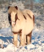 Verzorgpony/Shetlander gezocht omgeving Wageningen, Ophalen of Verzenden