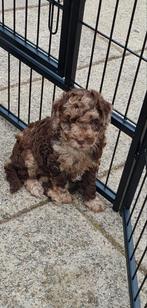 Prachtige mini labradoodle pups, Dieren en Toebehoren, Overige rassen, 8 tot 15 weken, Meerdere, Meerdere dieren