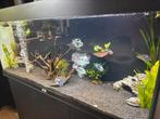 Aquarium COMPLEET met 16 blue parrots, kast en inrichting, Dieren en Toebehoren, Vissen | Aquaria en Toebehoren, Ophalen of Verzenden