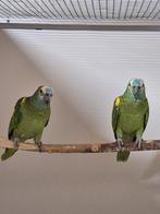 Geelschouder Blauwvoorhoofd amazone's mannen., Dieren en Toebehoren, Mannelijk, Papegaai