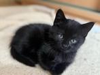 Kittens kruizing van een Britse korthaar, Meerdere dieren, Kortharig, 0 tot 2 jaar