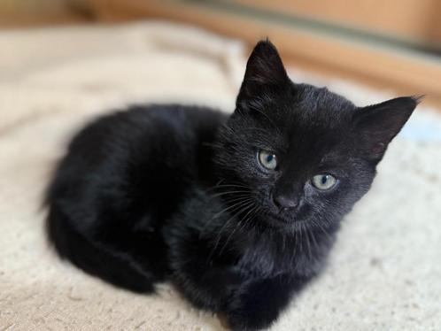 Kittens kruizing van een Britse korthaar, Dieren en Toebehoren, Katten en Kittens | Overige Katten, Kortharig, Meerdere dieren