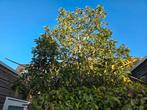 Leiboom, Prunus lustanica. Stamhoogte 200cm, Ophalen, Halfschaduw, Leiboom, 400 cm of meer
