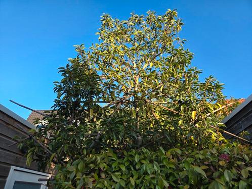 Leiboom, Prunus lustanica. Stamhoogte 200cm, Tuin en Terras, Planten | Bomen, Leiboom, 400 cm of meer, Halfschaduw, Ophalen
