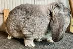 5 franse Hangoren in verschillende kleuren, Dieren en Toebehoren, Konijnen, Meerdere dieren, Groot, Hangoor, 0 tot 2 jaar