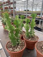 Cactus 3 fraaie Euphorbia soorten in potmaat 13cm., Minder dan 100 cm, Bloeiende kamerplant, Halfschaduw, Ophalen of Verzenden