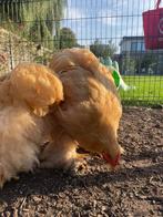 Cochin Buff groothoenders, Dieren en Toebehoren, Pluimvee, Meerdere dieren, Kip