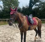 Equestrian Stockholm set bordeaux full, Ophalen of Verzenden, Zo goed als nieuw