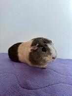 Gecastreerde beer cavia ter adoptie - Rodent Rescue, Dieren en Toebehoren, Knaagdieren, Cavia, Juni, Mannelijk, Tam