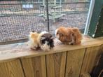 Cavia beren | Verschillende kleurslagen | Cavia's, Dieren en Toebehoren, Knaagdieren, Cavia, Mannelijk, Tam, Oktober