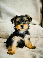 Belgische york-shire pupjes te koop, Rabiës (hondsdolheid), Meerdere, 8 tot 15 weken, Meerdere dieren