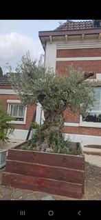 zeer oude olijfboom, Tuin en Terras, Bloeit niet, 100 tot 250 cm, Olijfboom, Ophalen