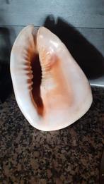 Vintage Helm schelp lamp, Ophalen of Verzenden, Schelp(en)