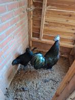 Ayam Tjemani kippen, Meerdere dieren, Kip