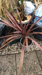 Tuinplant, Tuin en Terras, Planten | Tuinplanten, Ophalen, Overige soorten, Halfschaduw