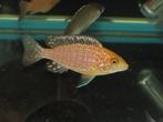 Aulonocara Fire Fish – Malawi-cichlide, Vis