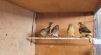 4 kanaries (3 poppen en een man), Dieren en Toebehoren, Vogels | Kanaries, Meerdere dieren, Kleurkanarie