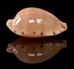 Schelpen: Cypraea martini f. superstes 16mm (Gem)  Groot, Ophalen of Verzenden, Schelp(en)