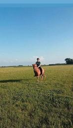 Verzorgpaard gezocht / bijrijder aangeboden, Dieren en Toebehoren, Paarden en Pony's | Overige Paardenspullen, Ophalen