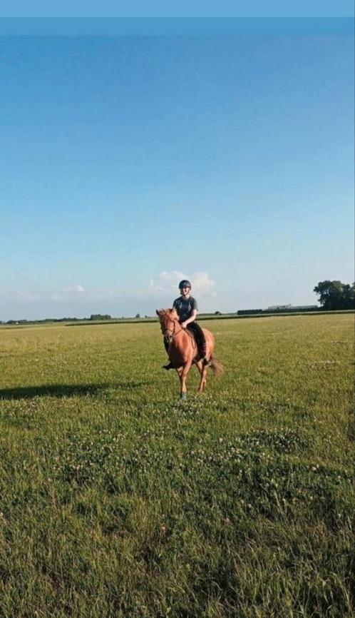 Verzorgpaard gezocht / bijrijder aangeboden, Dieren en Toebehoren, Paarden en Pony's | Overige Paardenspullen, Ophalen