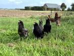 Jonge tamme Araucana kippen hennen gesekst en ingeënt, Dieren en Toebehoren, Pluimvee, Vrouwelijk, Kip