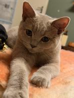 Britsekorthaar, Dieren en Toebehoren, Katten en Kittens | Overige Katten, Poes