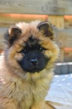 pup eurasier chow mix, Overige rassen, CDV (hondenziekte), 8 tot 15 weken, Teef