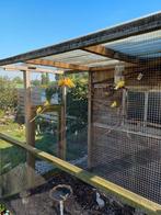 Kanaries, Dieren en Toebehoren, Meerdere dieren, Kleurkanarie